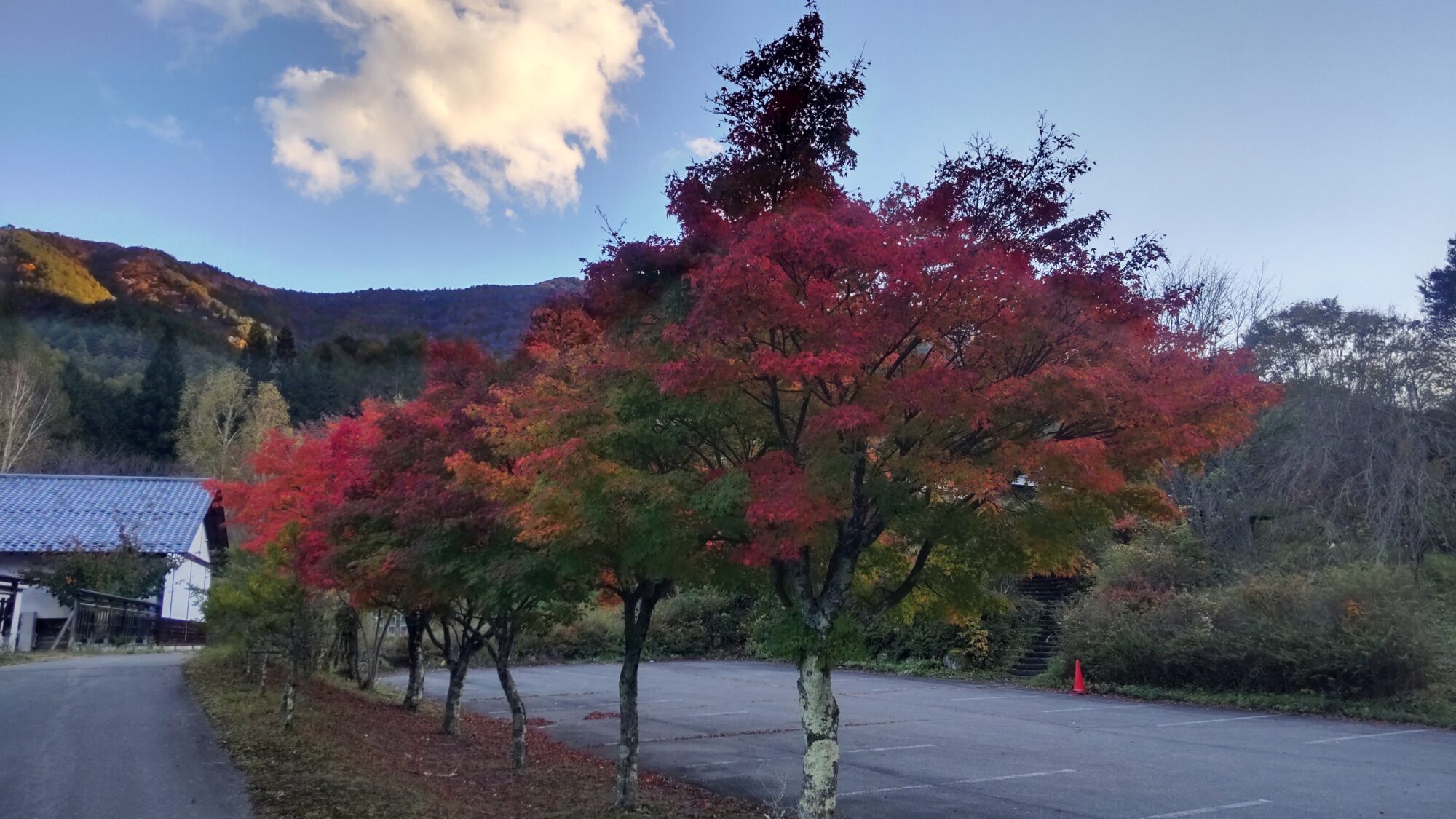 紅葉