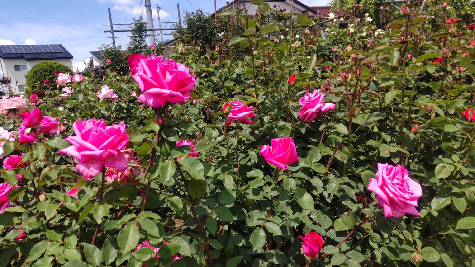 情熱の薔薇